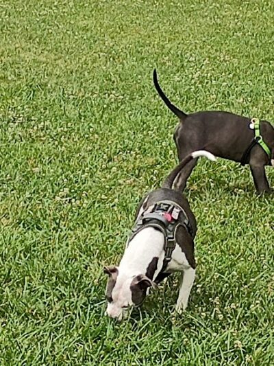 All Bark Village - Herculaneum, MO