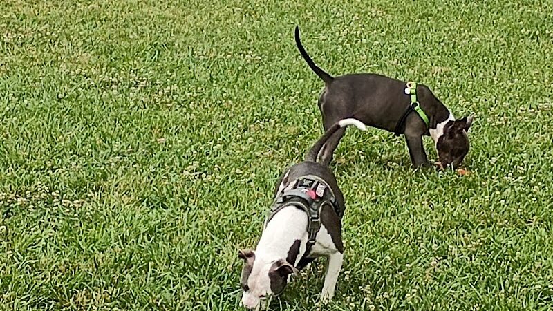 All Bark Village - Herculaneum, MO