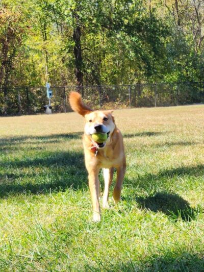 All Bark Village - Herculaneum, MO