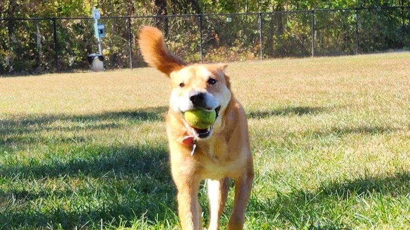 All Bark Village - Herculaneum, MO