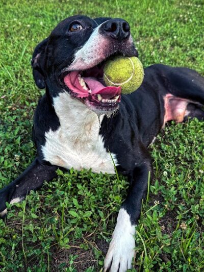 All Bark Village - Herculaneum, MO