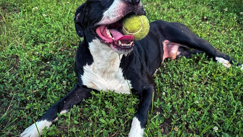 All Bark Village - Herculaneum, MO