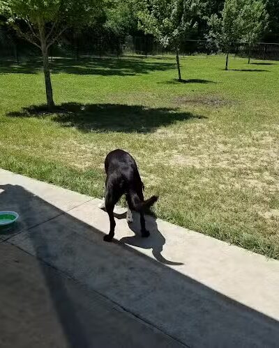 All Bark Village - Herculaneum, MO