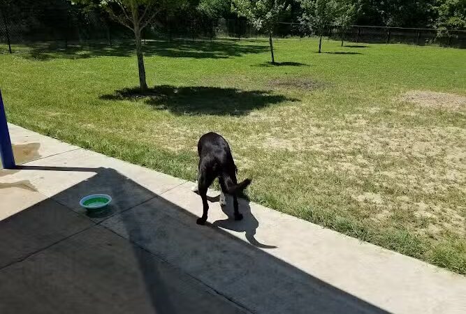 All Bark Village - Herculaneum, MO