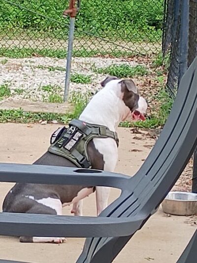 Herculaneum Dog Park - Herculaneum, MO