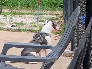Herculaneum Dog Park - Herculaneum, MO