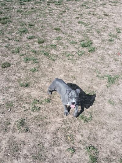 Herculaneum Dog Park - Herculaneum, MO