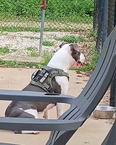 Herculaneum Dog Park - Herculaneum, MO