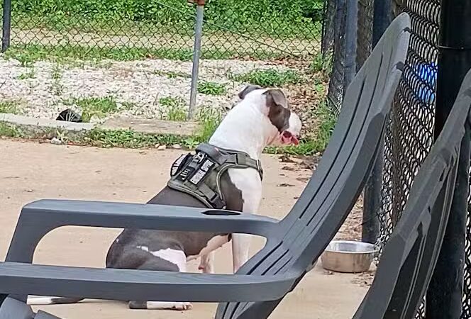 Herculaneum Dog Park - Herculaneum, MO