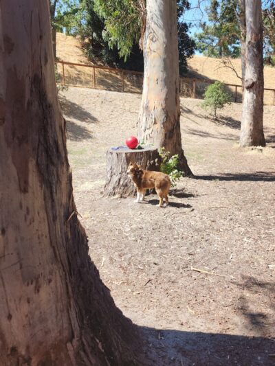 Dog park - Hercules, CA