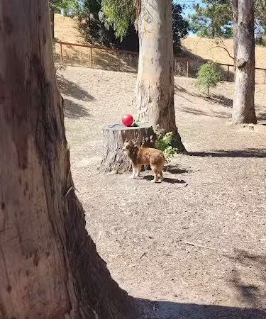 Dog park - Hercules, CA