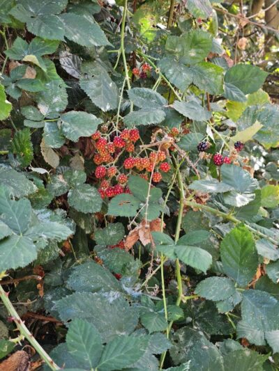 Ohlone Park - Hercules, CA