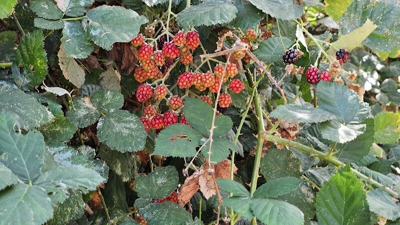 Ohlone Park - Hercules, CA