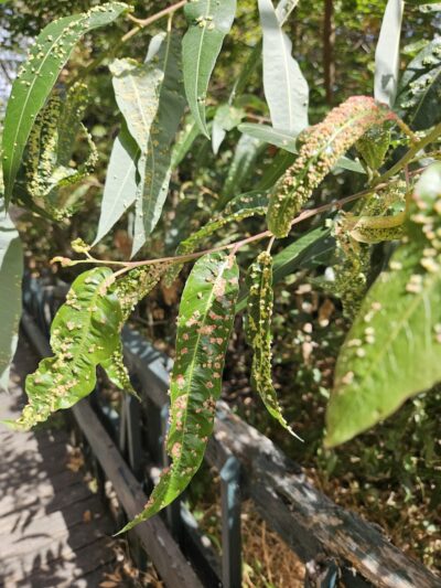 Ohlone Park - Hercules, CA