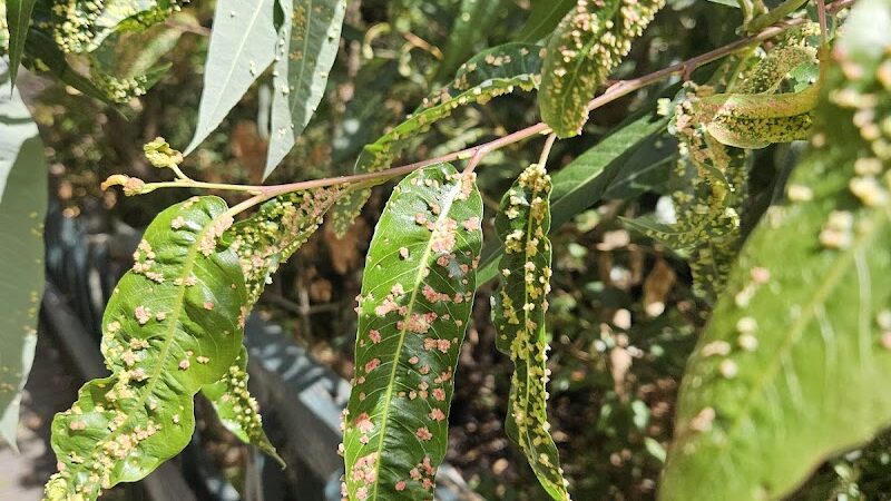 Ohlone Park - Hercules, CA