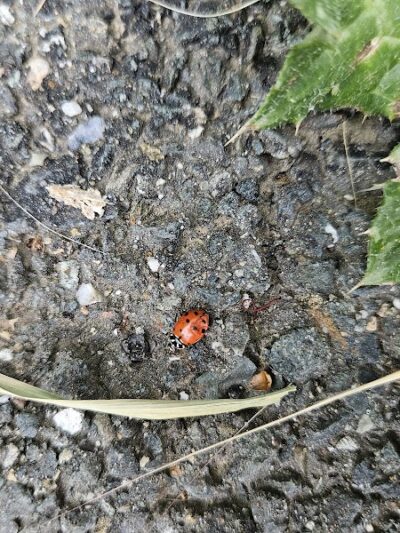 Ohlone Park - Hercules, CA