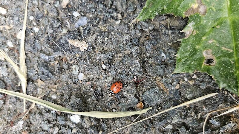 Ohlone Park - Hercules, CA