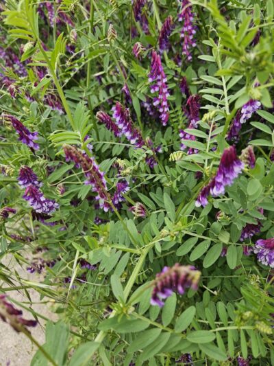 Ohlone Park - Hercules, CA