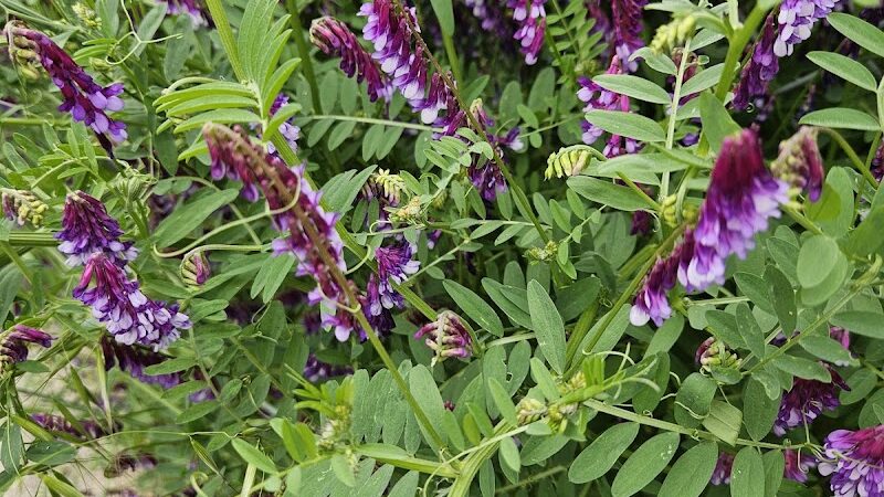 Ohlone Park - Hercules, CA