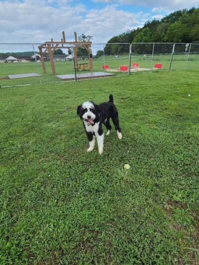 Hermann Dog Park - Hermann, MO