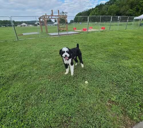 Hermann Dog Park - Hermann, MO