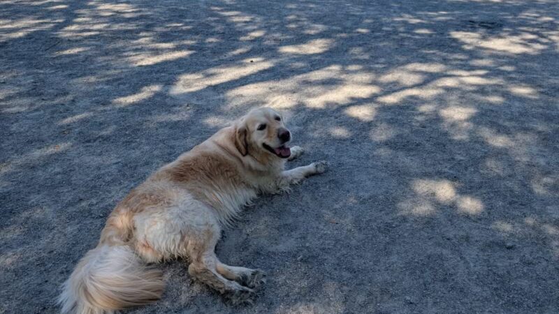 Chandon Dog Park - Herndon, VA