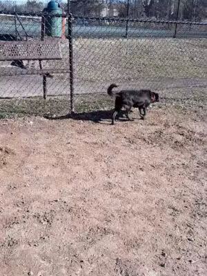 Chandon Dog Park - Herndon, VA