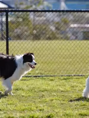 Dog Park - Herndon, VA
