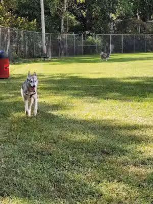 Fairbrook Optimist Dog Park - Hickory, NC