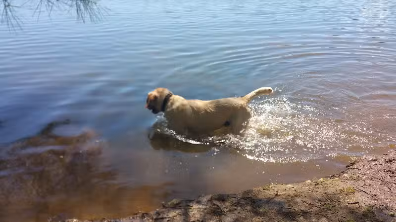 Dog Beach Park - Hidden Valley Lake, CA