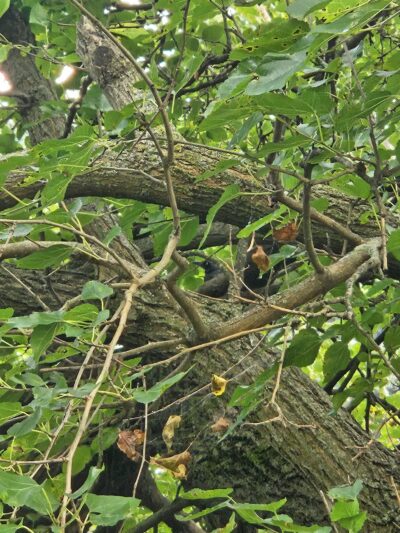 Donaldson Dog Park - Highland Park, NJ