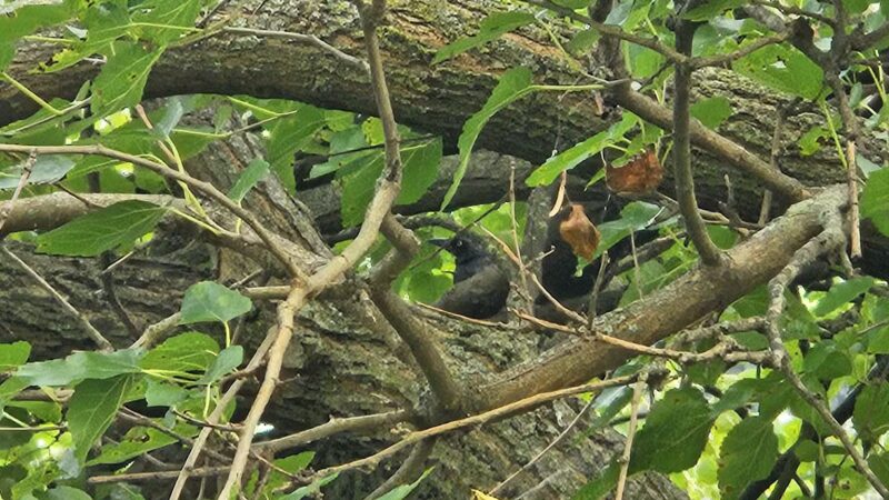 Donaldson Dog Park - Highland Park, NJ