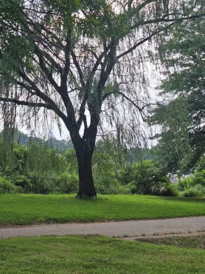 Donaldson Dog Park - Highland Park, NJ