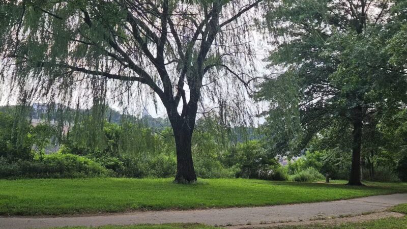 Donaldson Dog Park - Highland Park, NJ