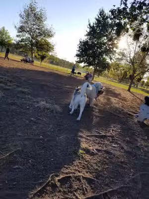 Donaldson Dog Park - Highland Park, NJ