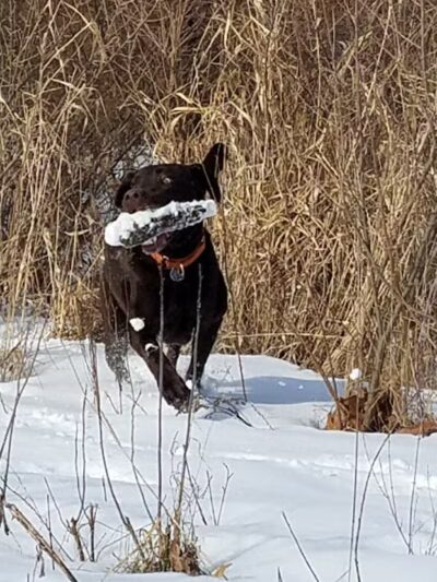 Barn Course Field Trial Grounds - Highland Township, MI