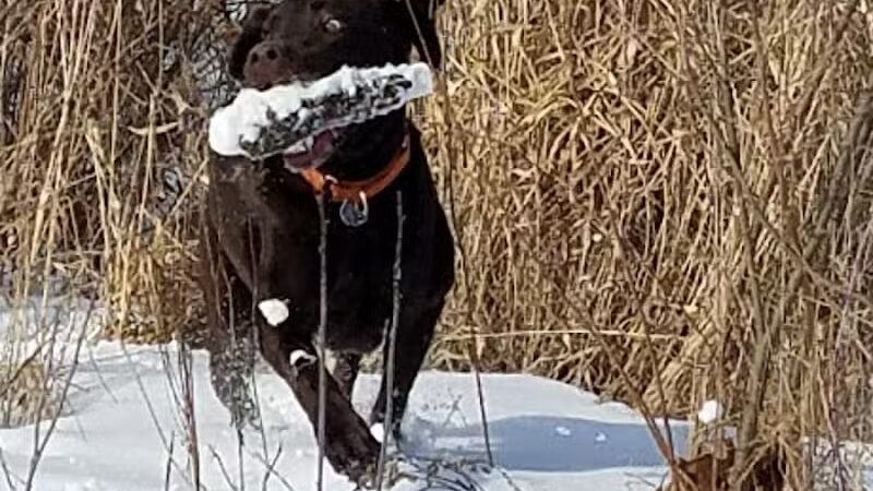 Barn Course Field Trial Grounds - Highland Township, MI
