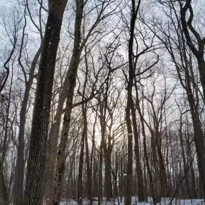 Barn Course Field Trial Grounds - Highland Township, MI