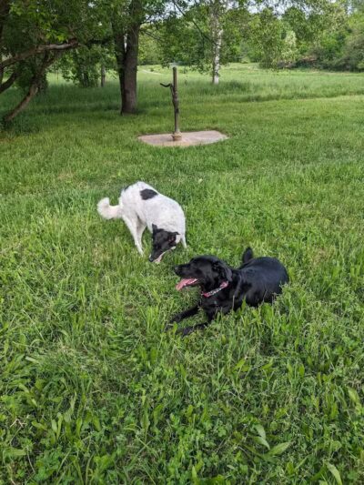 Barn Course Field Trial Grounds - Highland Township, MI