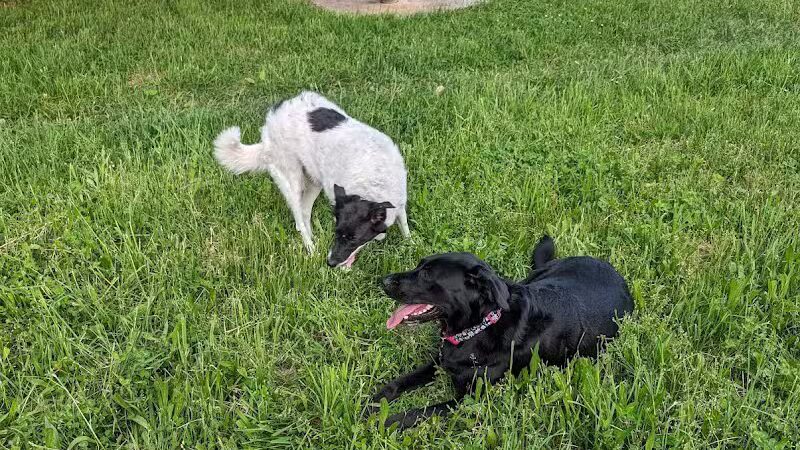 Barn Course Field Trial Grounds - Highland Township, MI