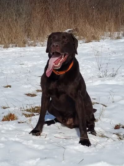 Barn Course Field Trial Grounds - Highland Township, MI