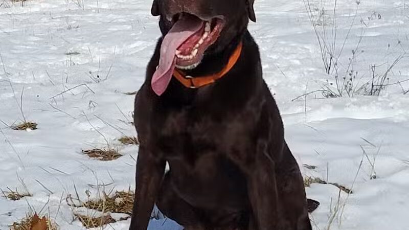 Barn Course Field Trial Grounds - Highland Township, MI