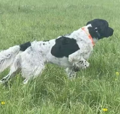 Barn Course Field Trial Grounds - Highland Township, MI