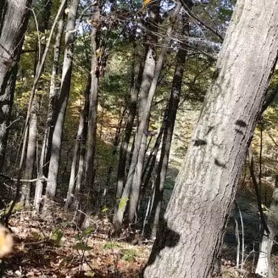 Barn Course Field Trial Grounds - Highland Township, MI
