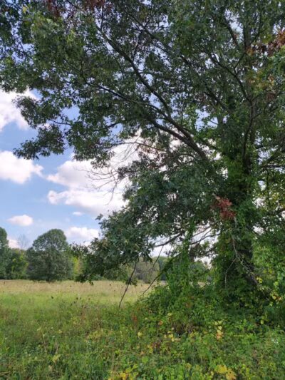 Sod Farm Field Trial Grounds - Highland Township, MI