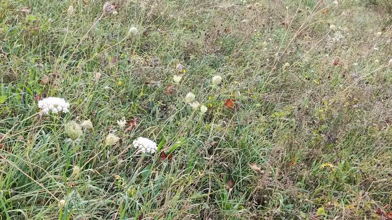 Sod Farm Field Trial Grounds - Highland Township, MI