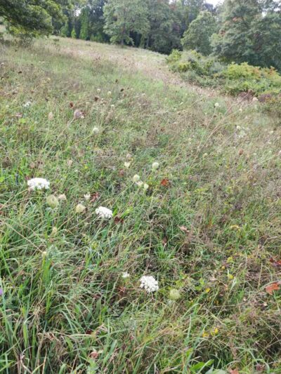 Sod Farm Field Trial Grounds - Highland Township, MI