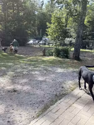 Highlands Dog Park - Highlands, NC