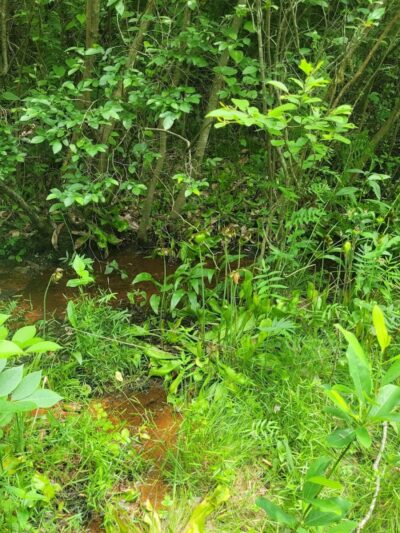 Suitland Bog Natural Area - Hillcrest Heights, MD