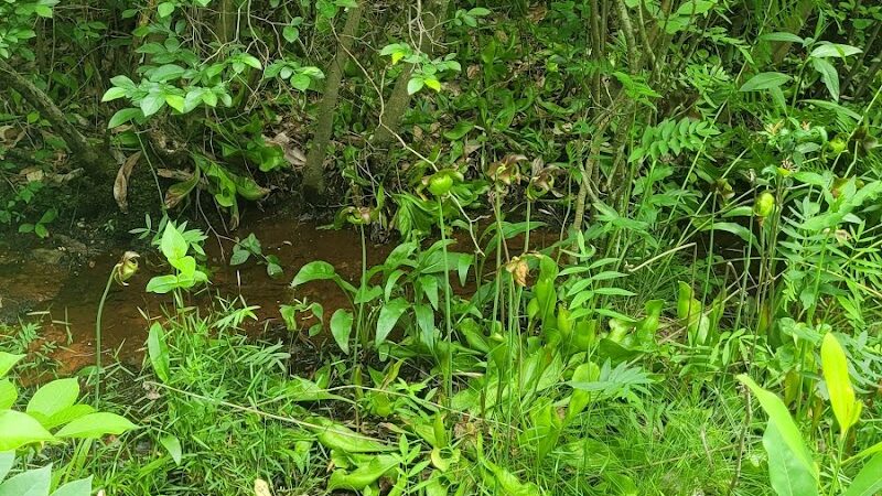 Suitland Bog Natural Area - Hillcrest Heights, MD